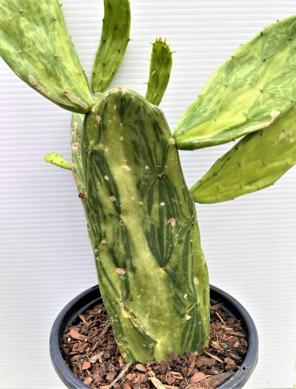 Longfellow's Greenhouses