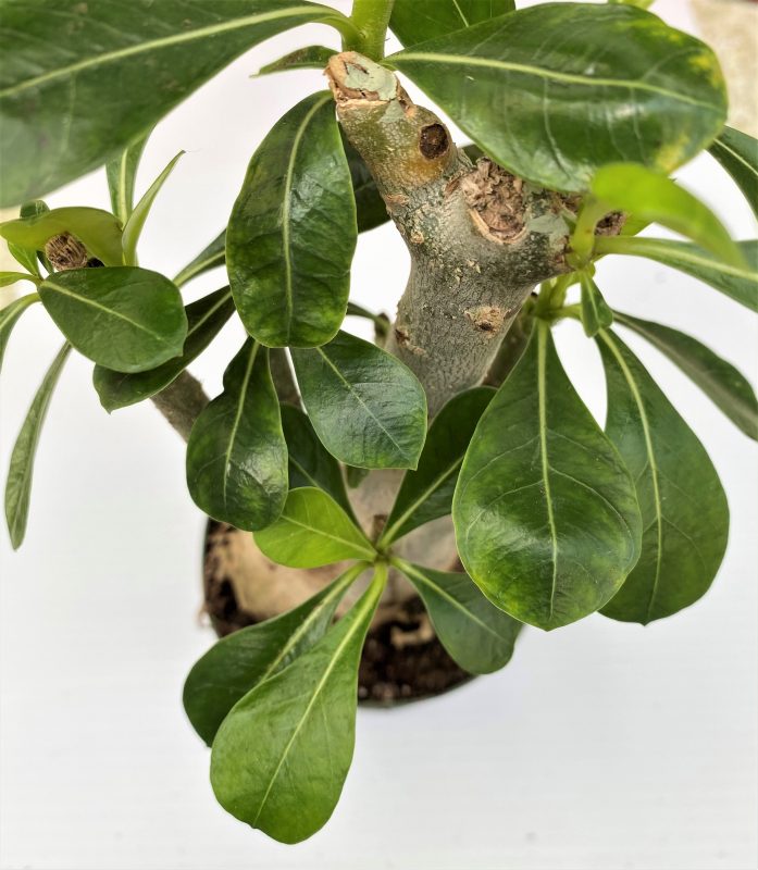 Longfellow's Greenhouses