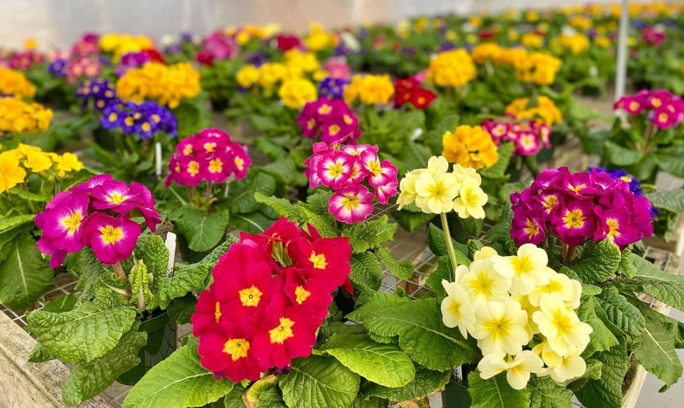 Longfellow's Greenhouses