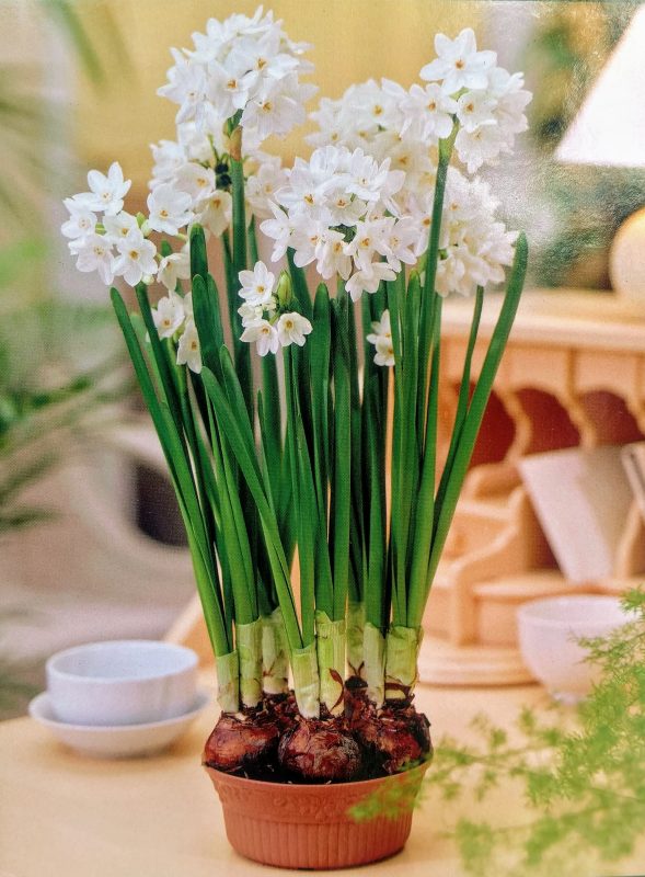 Longfellow's Greenhouses