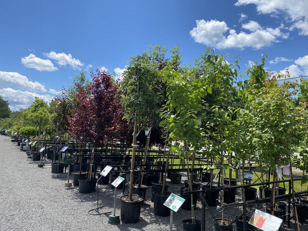 Longfellow's Greenhouses