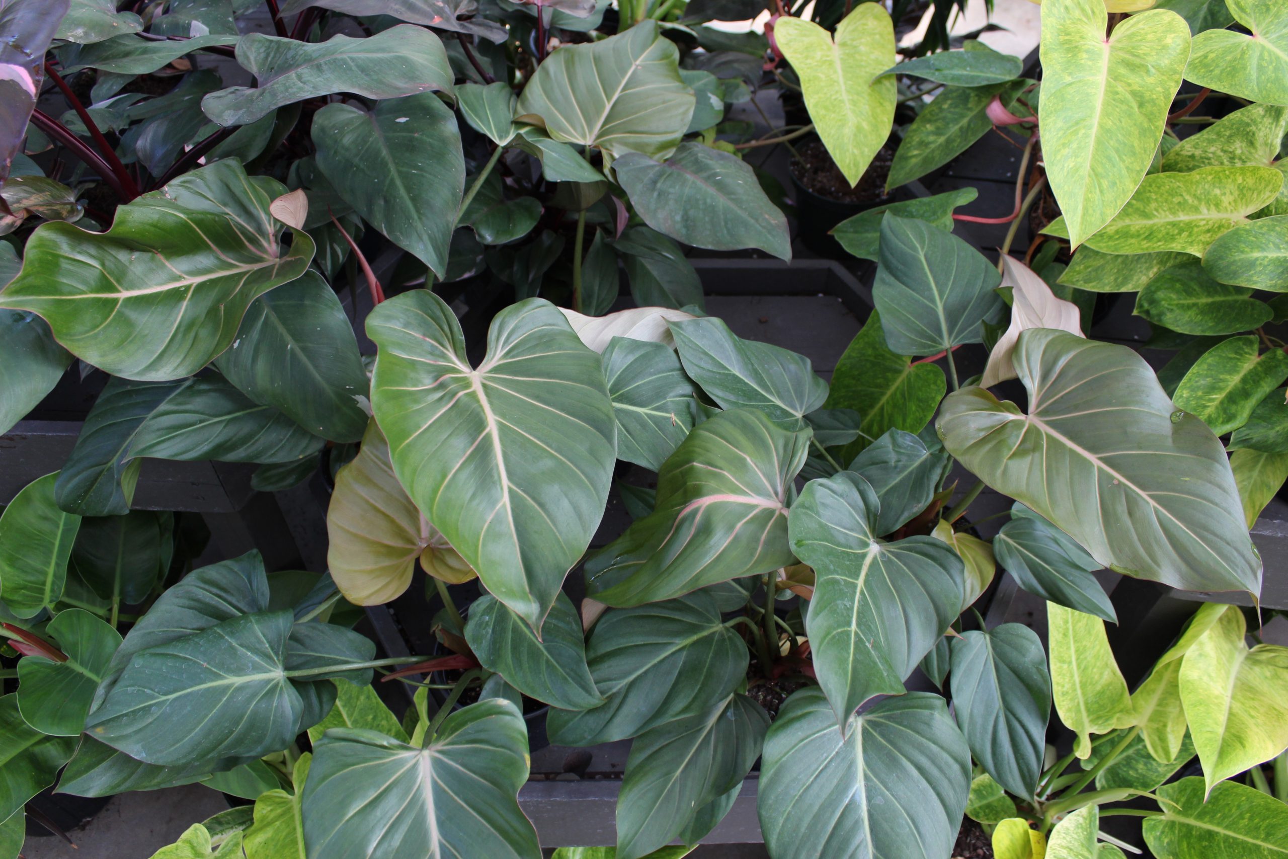 Philodendron summer glory - Longfellow's Greenhouses