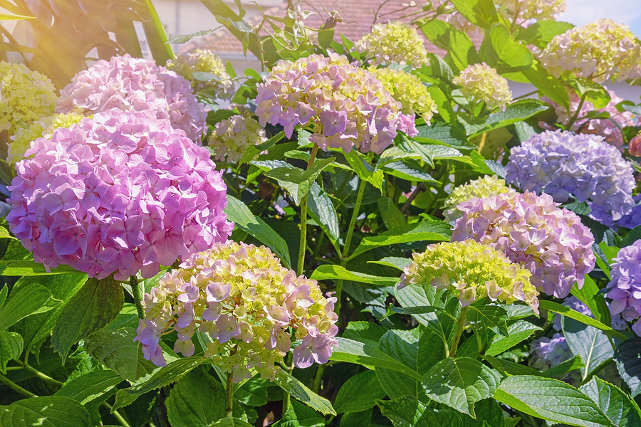 Longfellow's Greenhouses