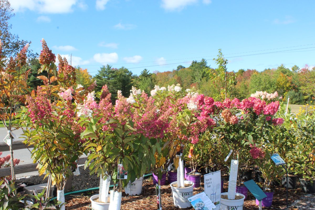 Longfellow's Greenhouses