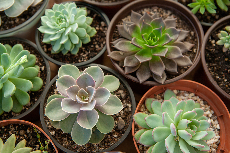 Longfellow's Greenhouses