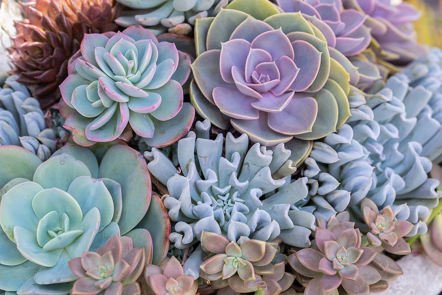 Longfellow's Greenhouses