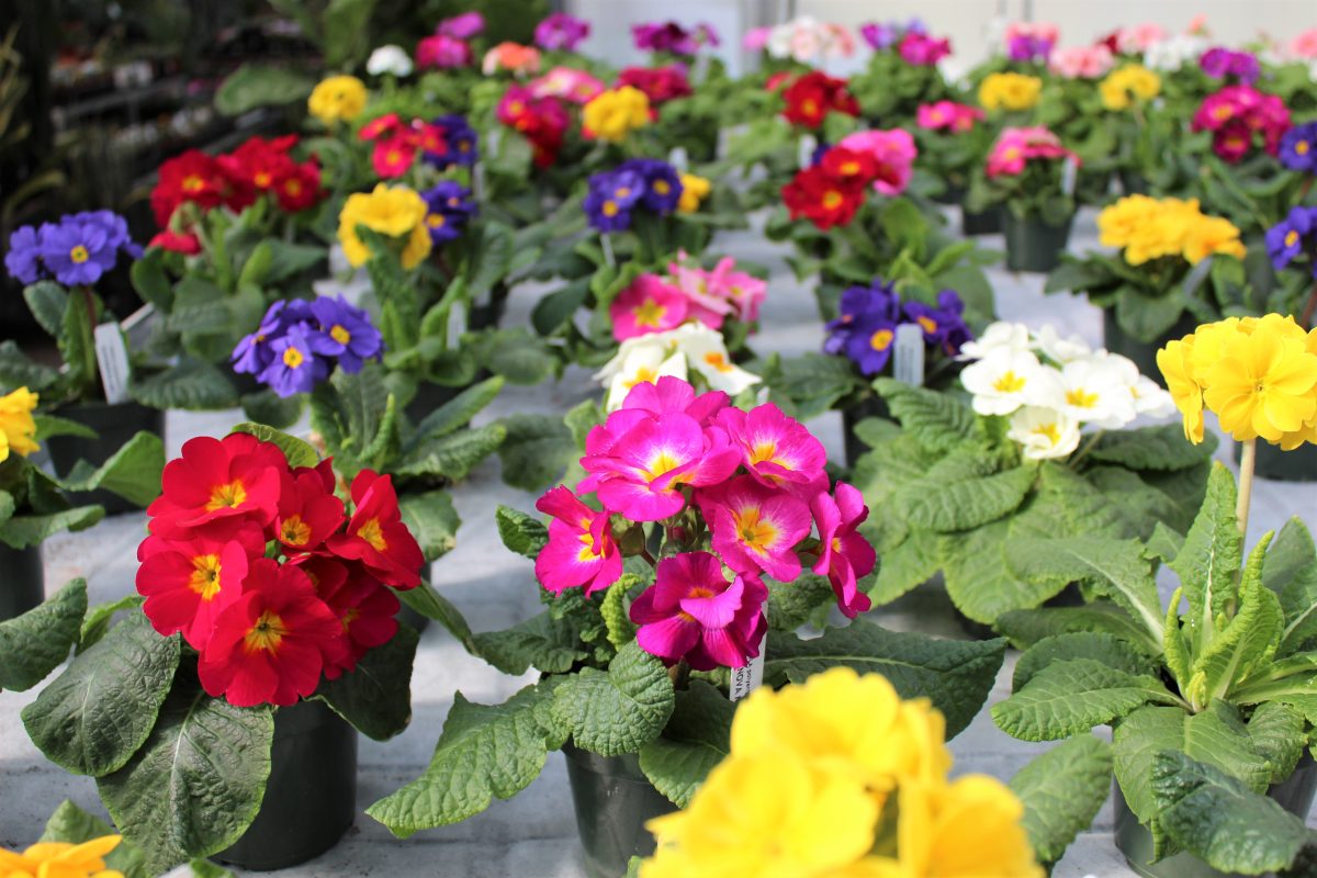 Longfellow's Greenhouses