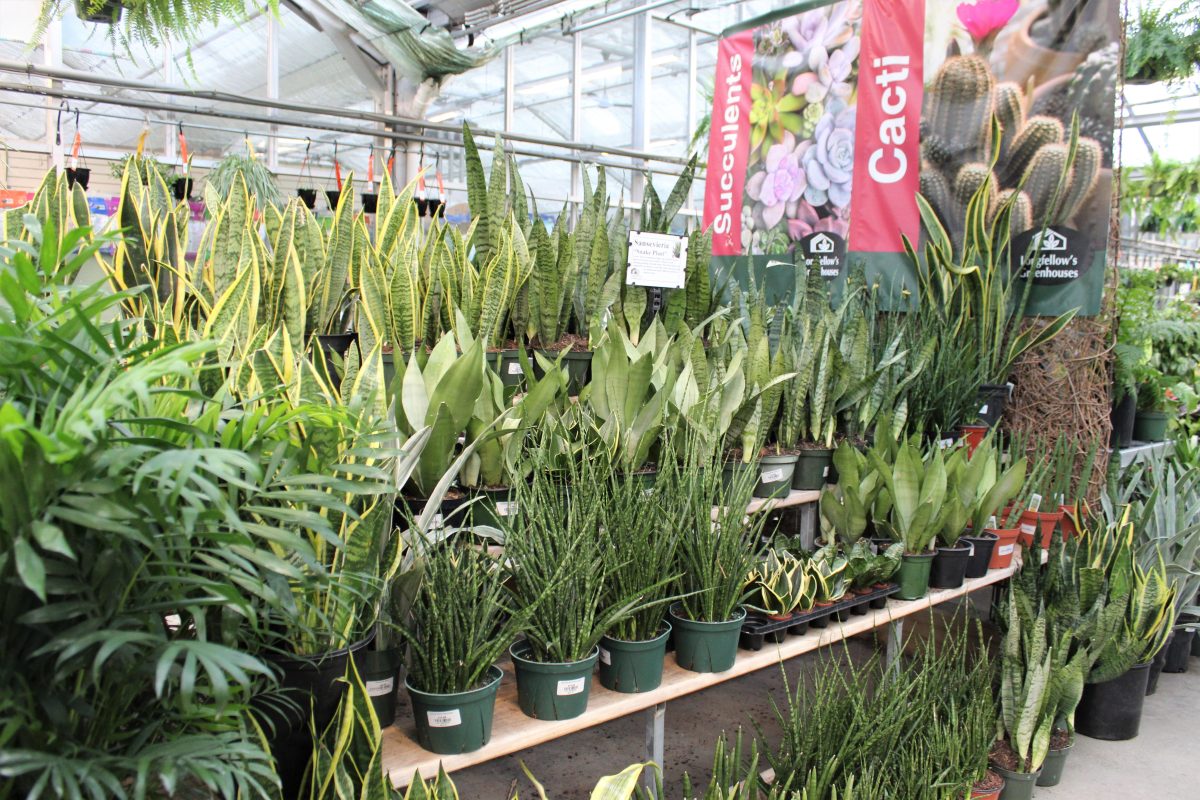 Longfellow's Greenhouses