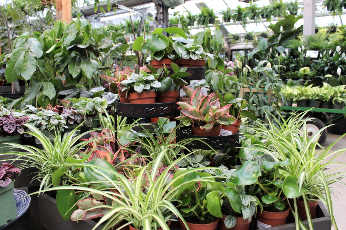 Longfellow's Greenhouses