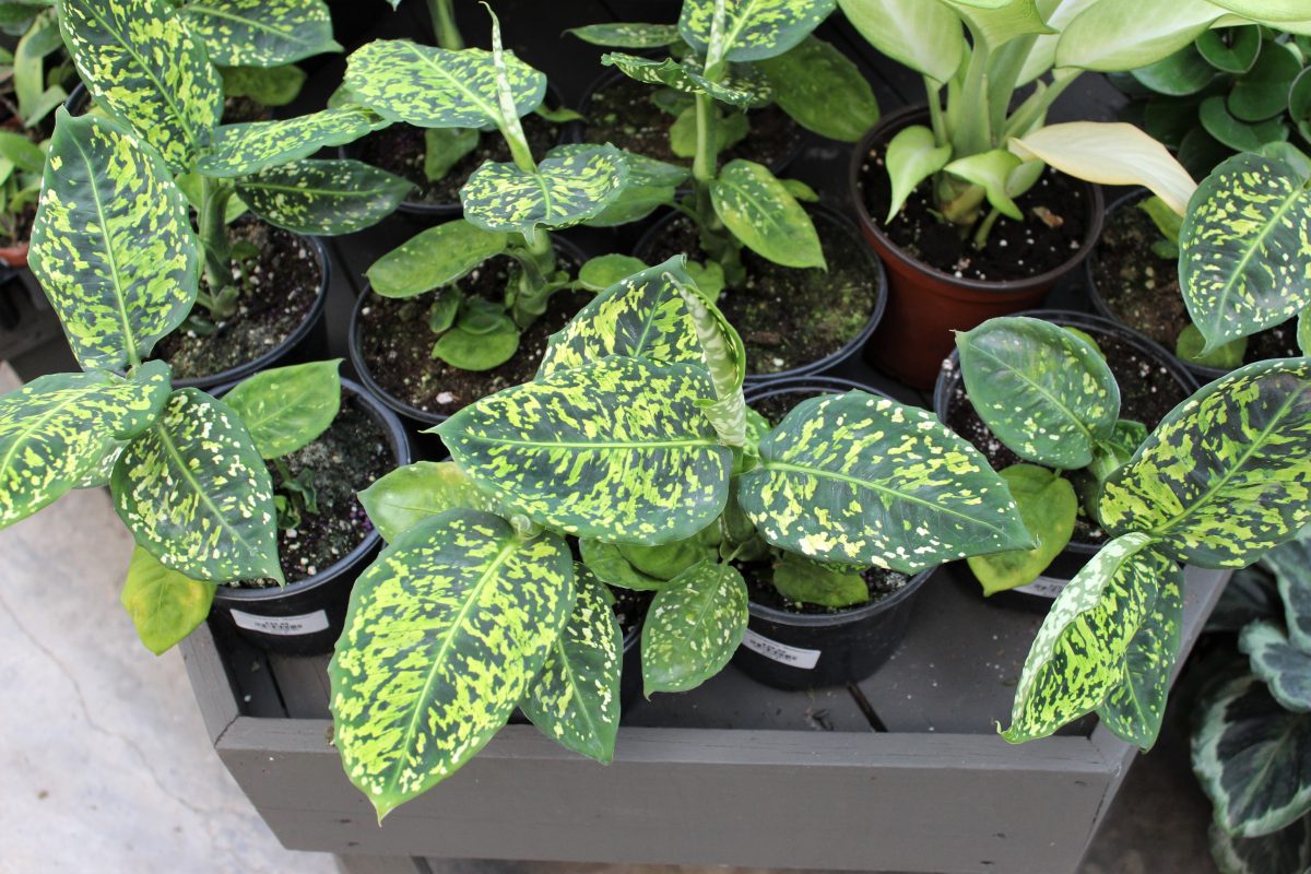 Longfellow's Greenhouses