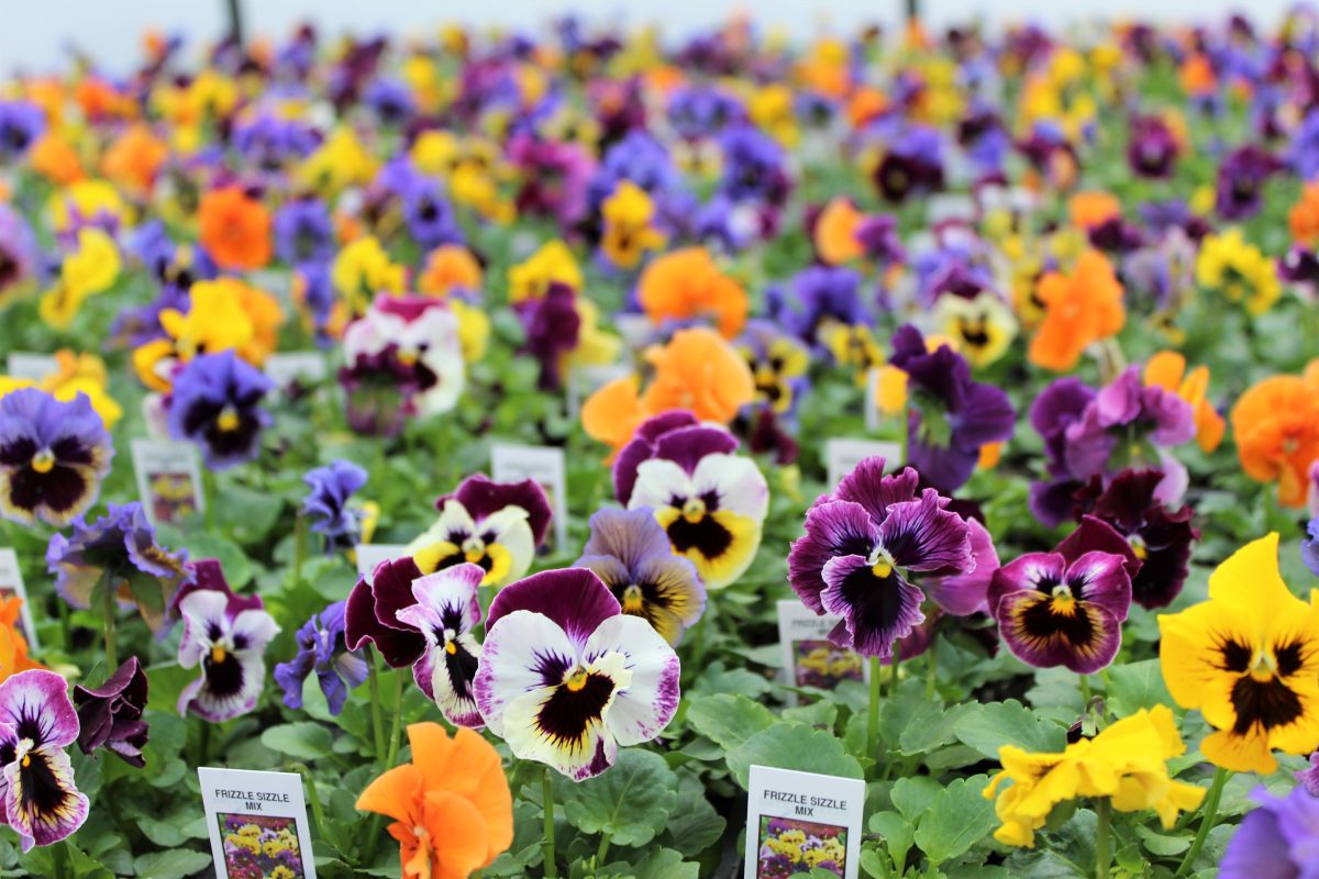 Longfellow's Greenhouses