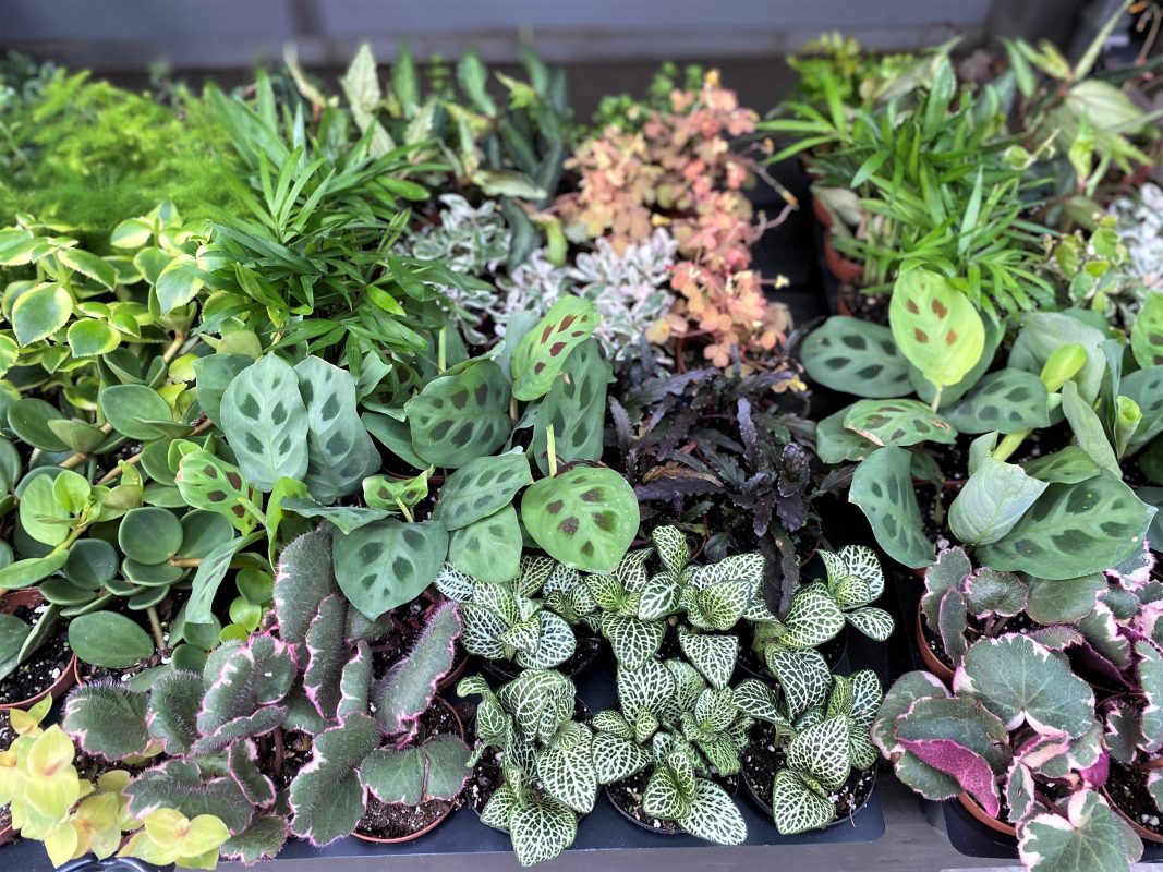 Longfellow's Greenhouses