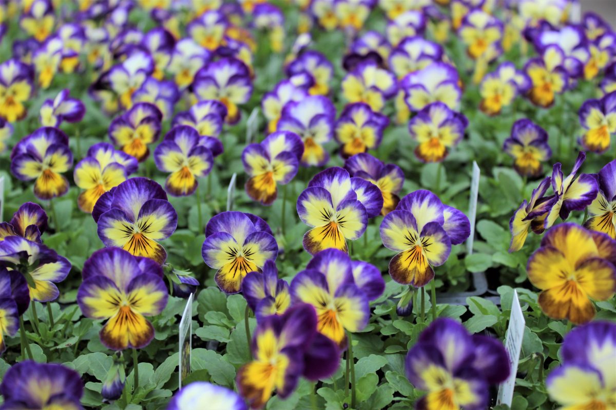 Longfellow's Greenhouses