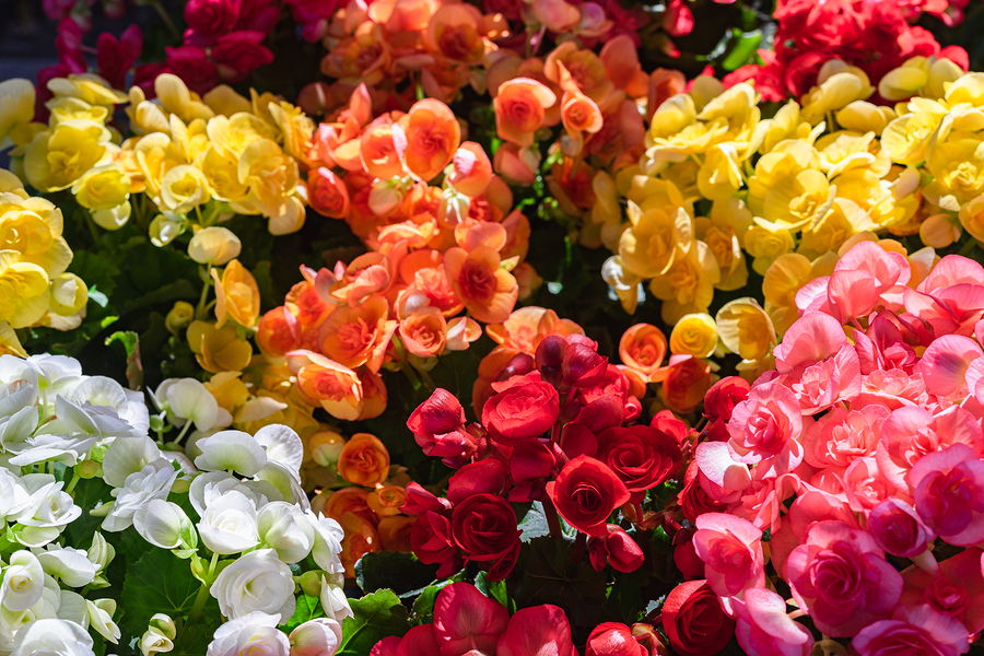 Longfellow's Greenhouses