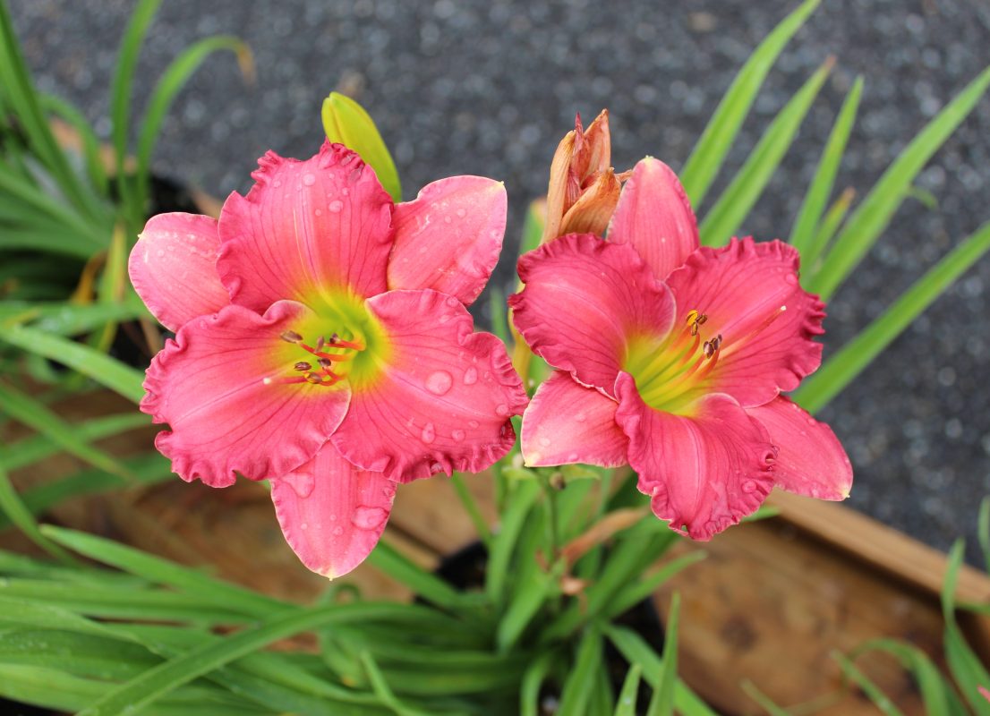 Longfellow's Greenhouses