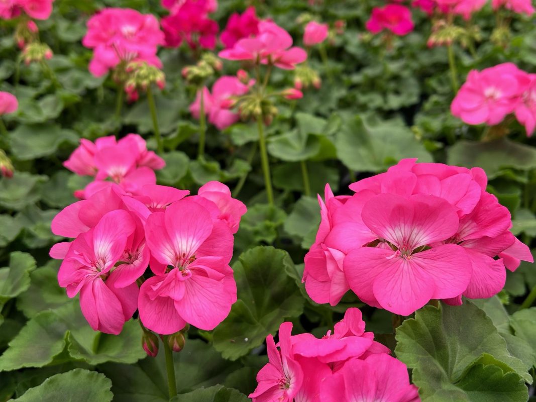 Longfellow's Greenhouses