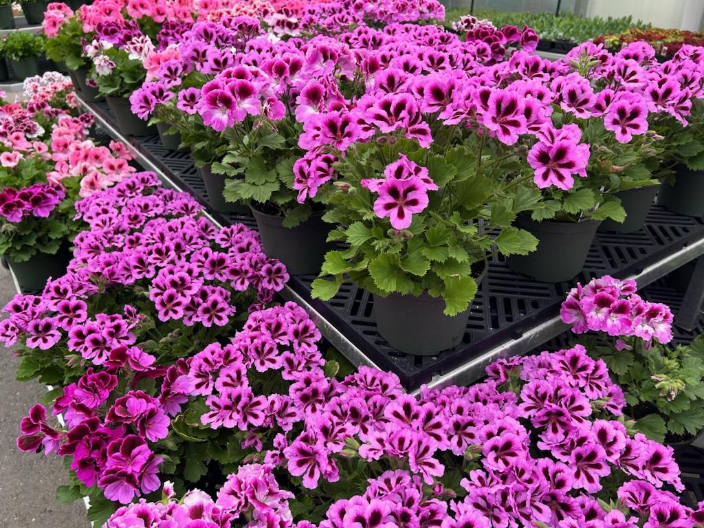 Longfellow's Greenhouses