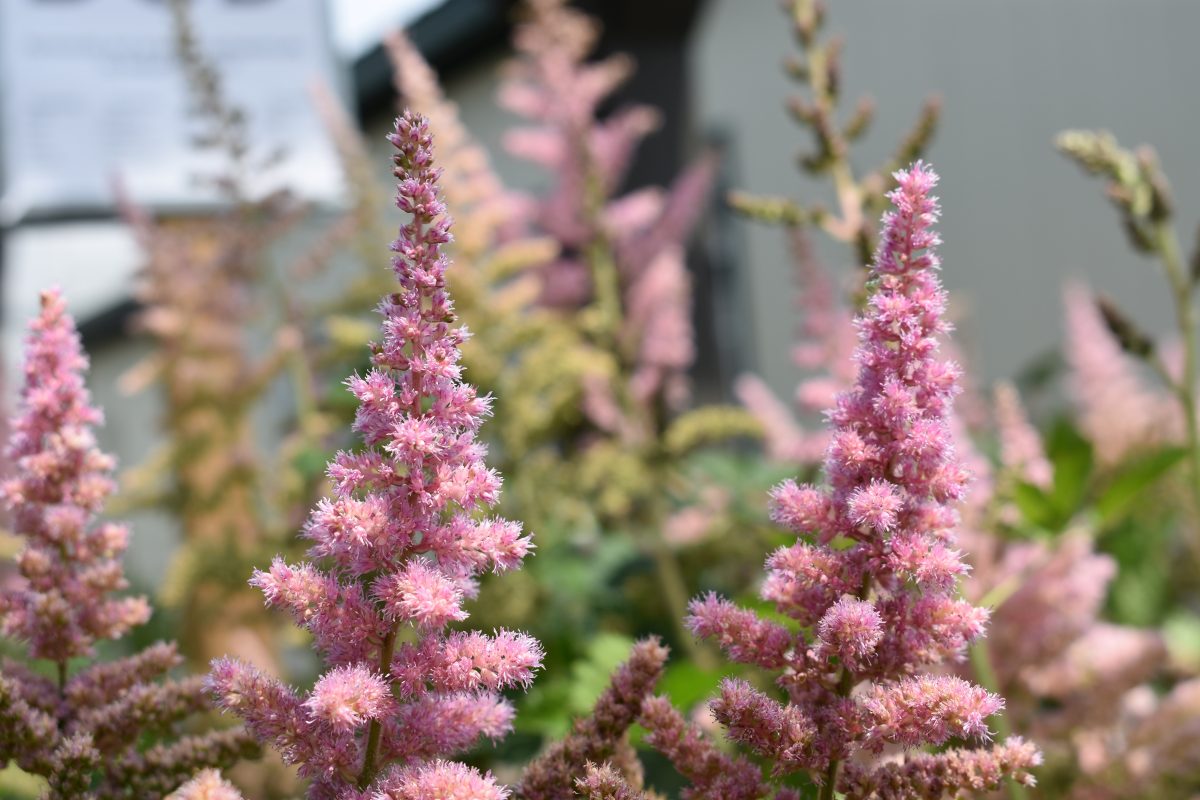 Longfellow's Greenhouses