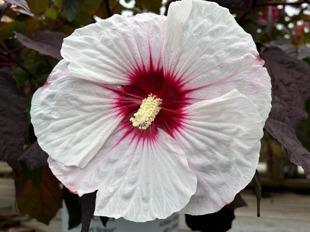 Longfellow's Greenhouses