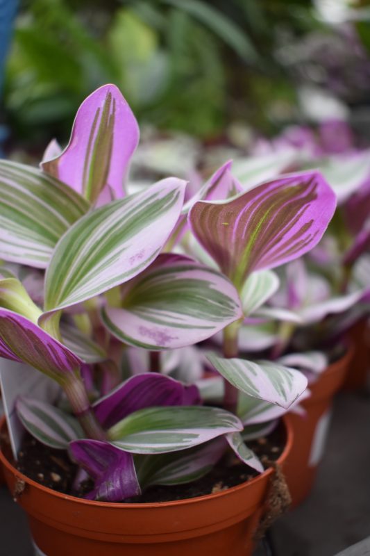 Longfellow's Greenhouses