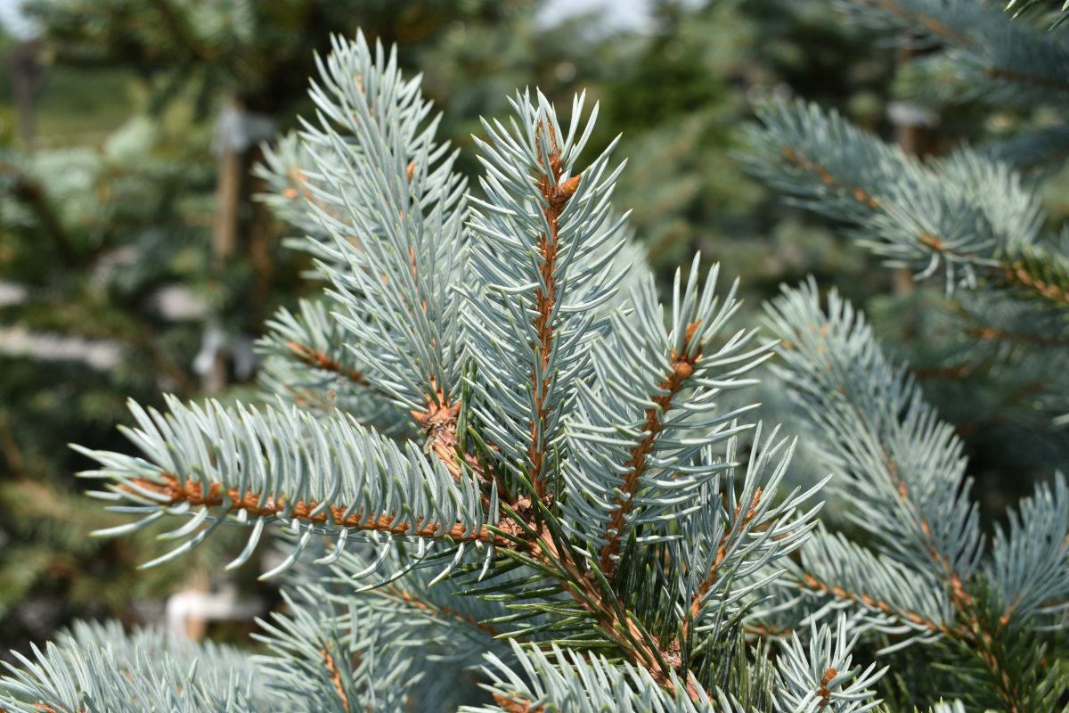 Longfellow's Greenhouses