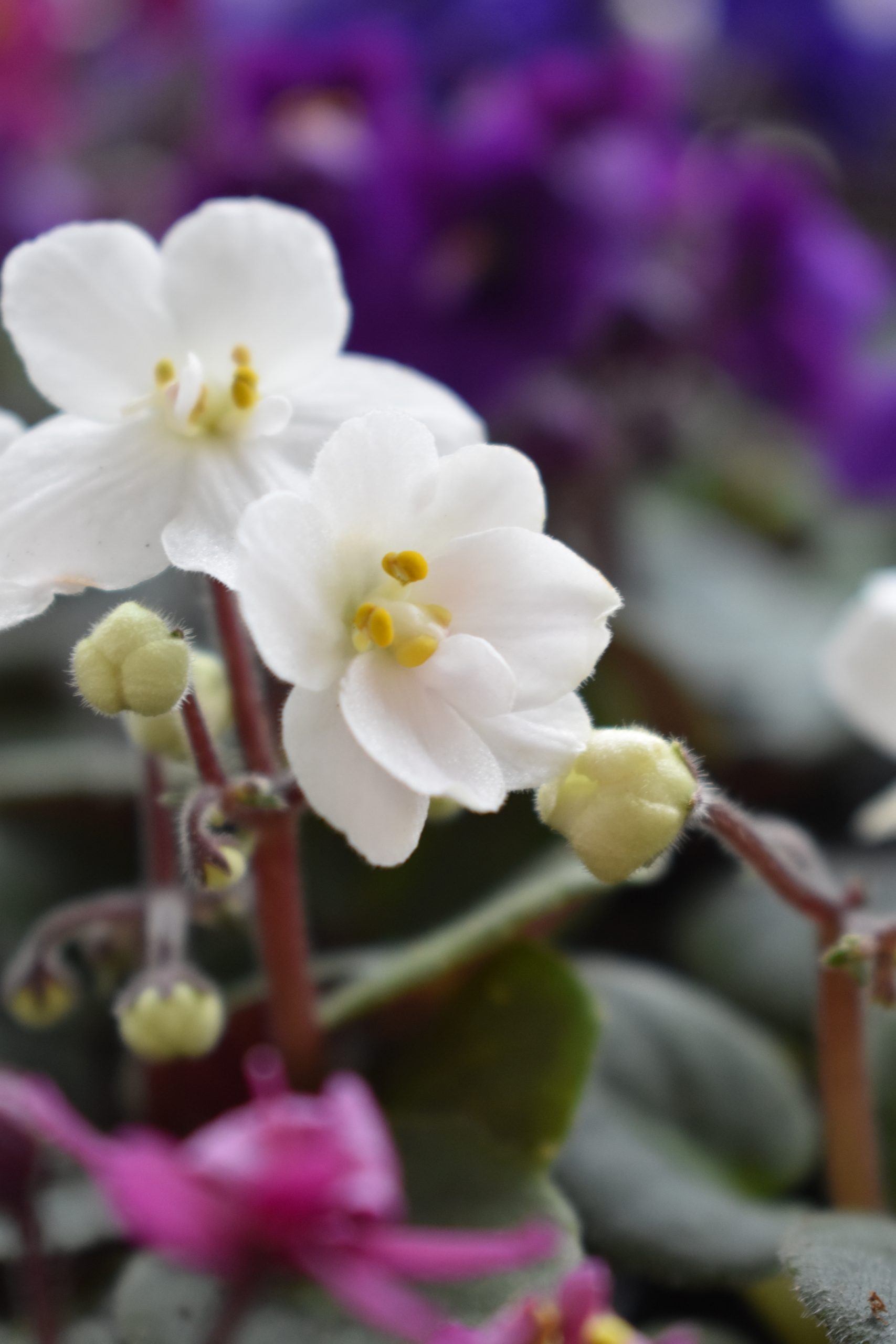 African Violet Care Tips - Longfellow's Greenhouses