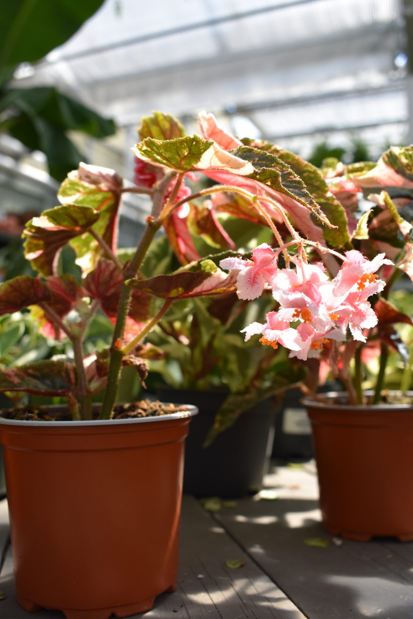 Begonia Care Tips - Longfellow's Greenhouses