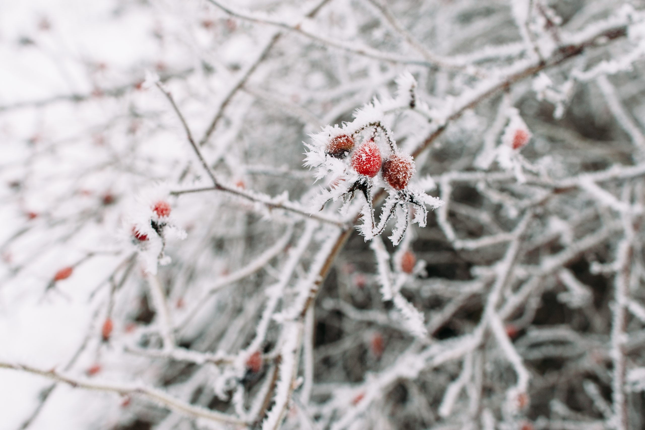 How to Protect Your Plants This Winter. - Longfellow's Greenhouses