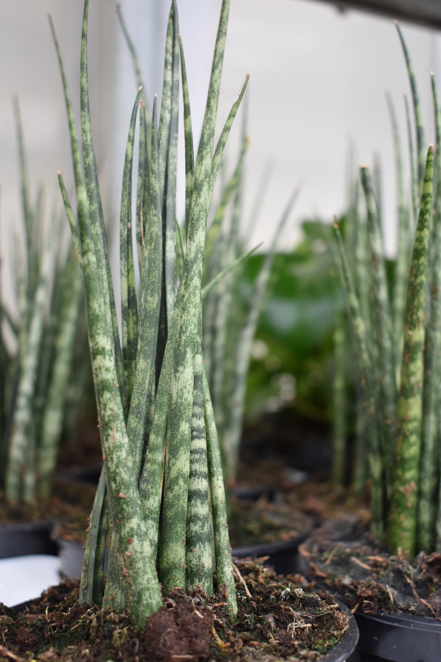 Snake Plant Care Tips - Longfellow's Greenhouses