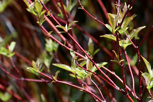 Longfellow's Greenhouses