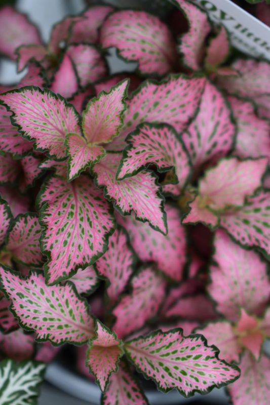 Longfellow's Greenhouses