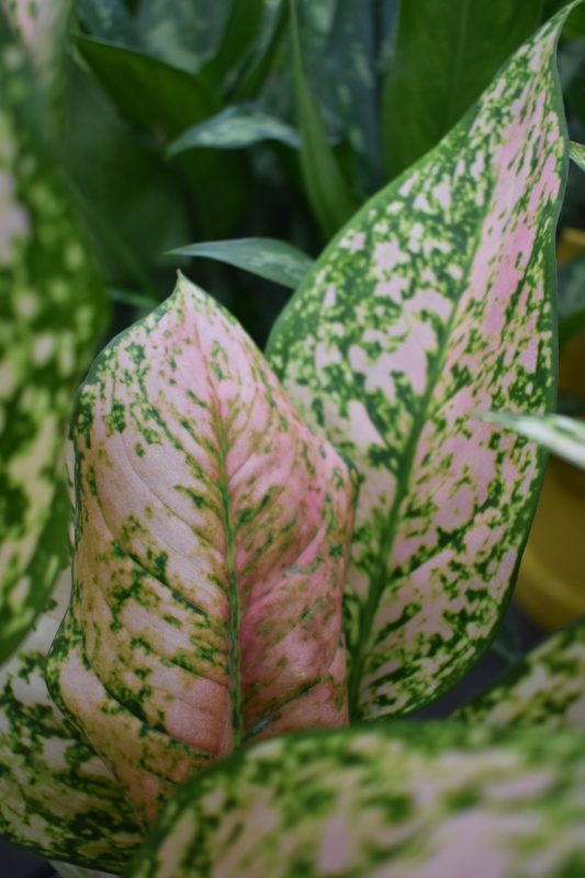 Longfellow's Greenhouses