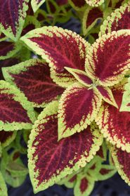 Annuals For Moderate Light Shade Longfellow s Greenhouses