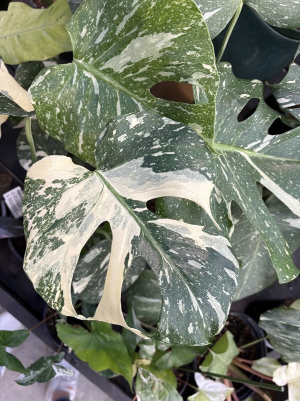 Longfellow's Greenhouses