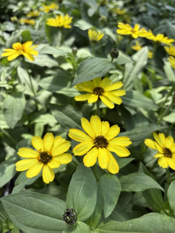 Longfellow's Greenhouses