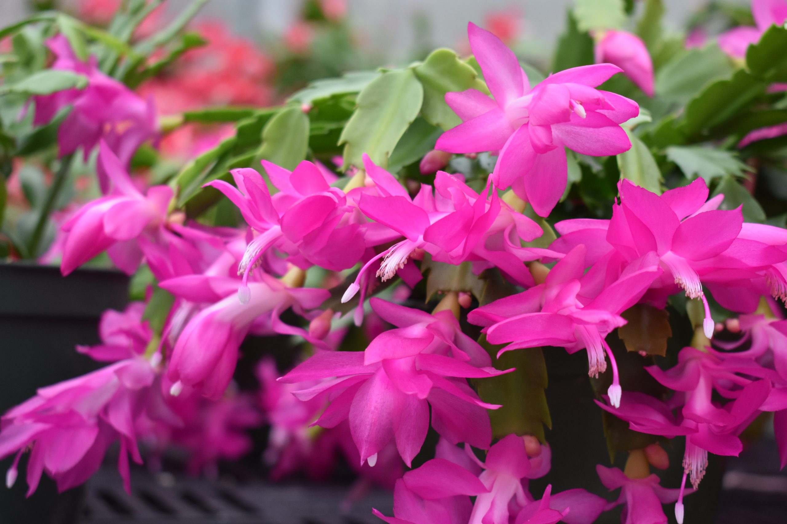 Successfully Growing Holiday Cactus - Longfellow's Greenhouses