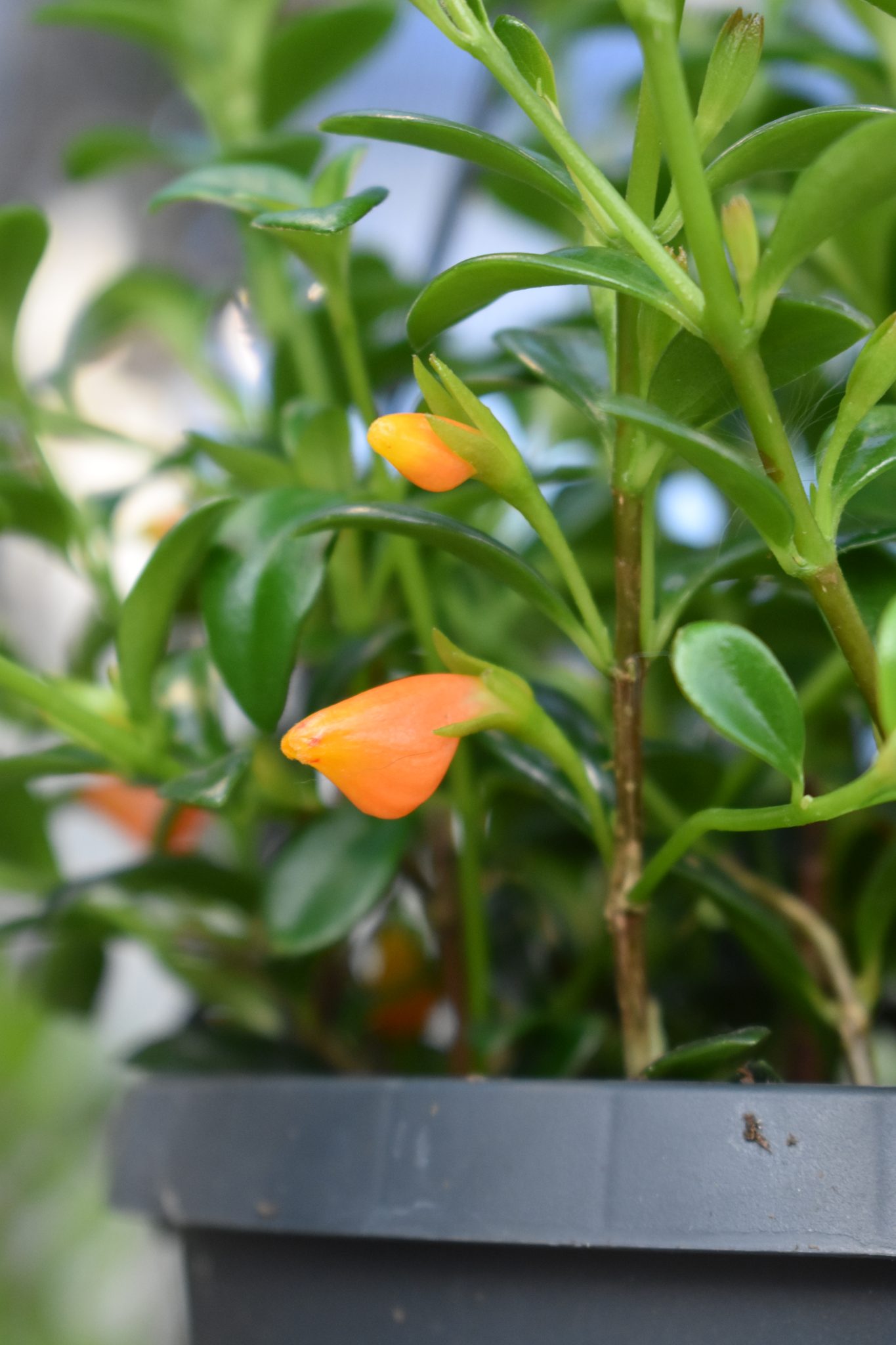 Goldfish Plant Care Tips - Longfellow's Greenhouses - Plant Groups For Octagon Goldfish Tank