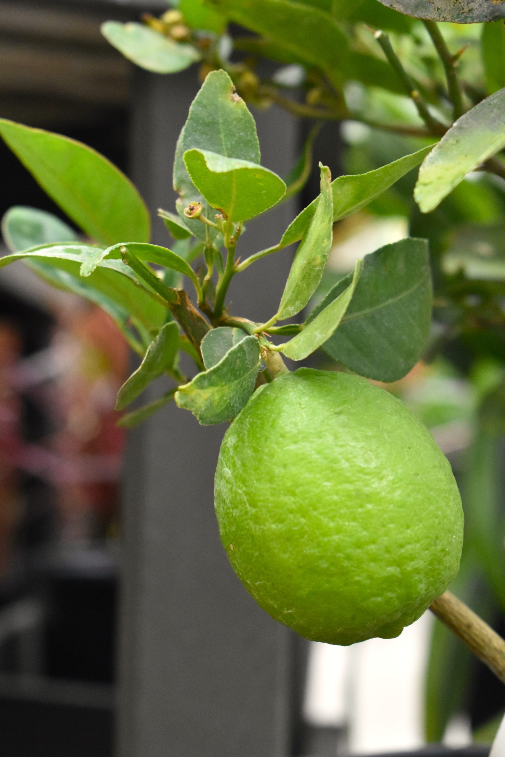 lime - Longfellow's Greenhouses