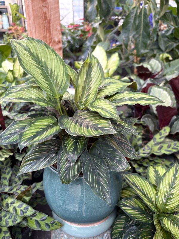 Longfellow's Greenhouses