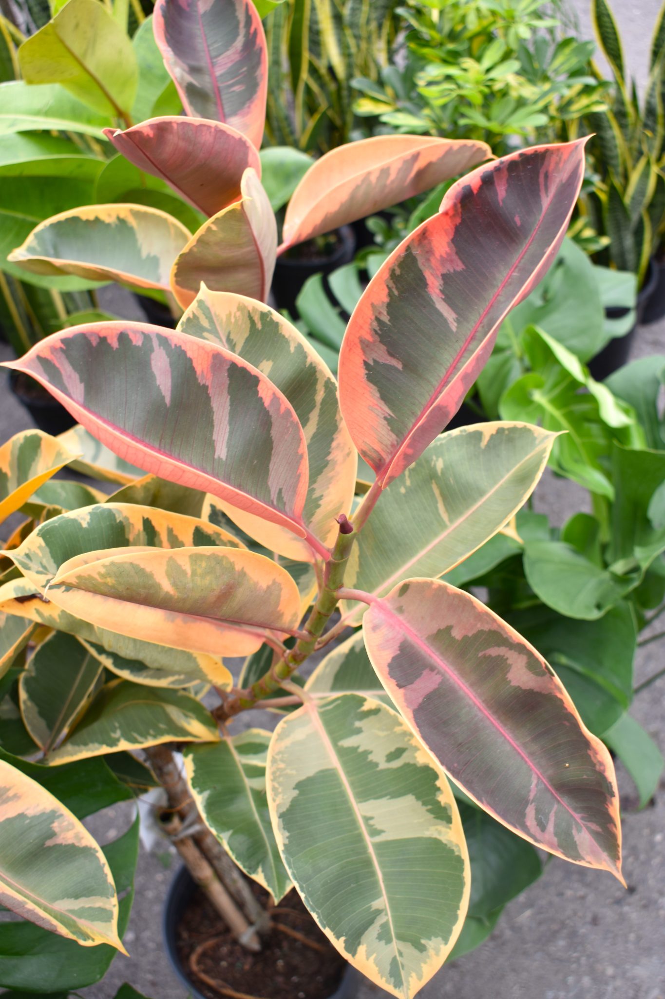 Ficus Care Tips - Longfellow's Greenhouses