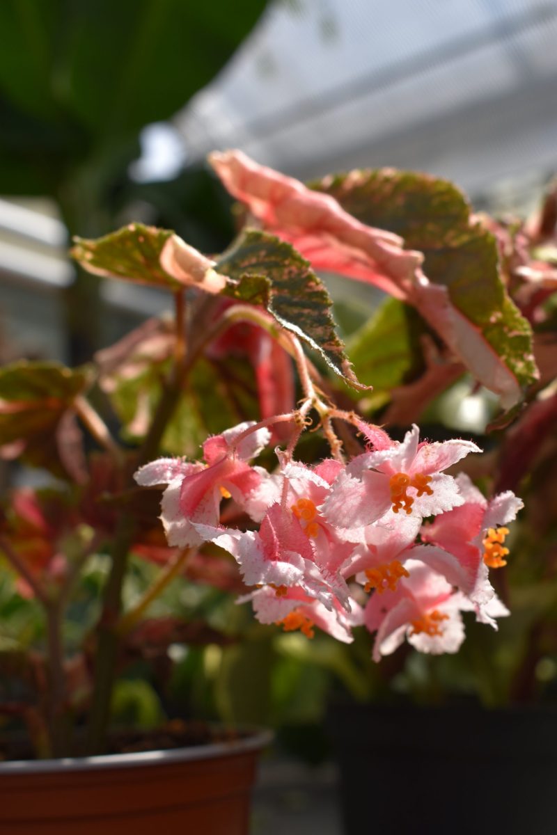 斑入り ベゴニア ジニー銀河 | Variegated Begonia Ginny Galaxy